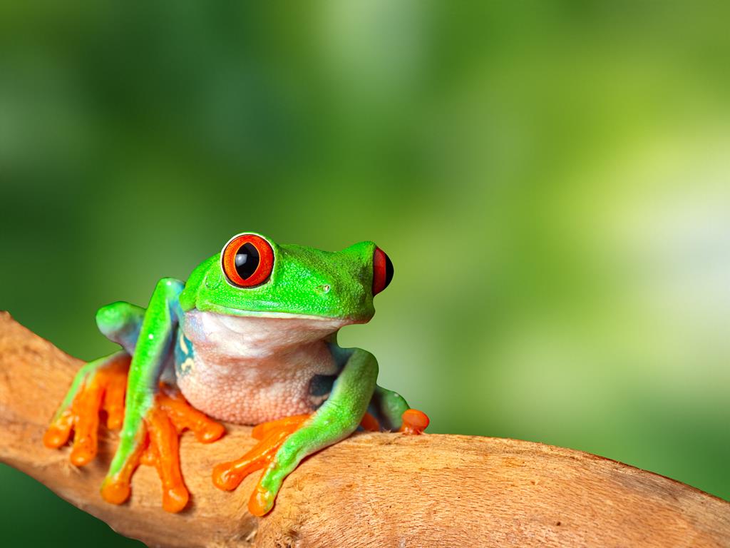 21-daagse rondreis Puur Costa Rica met Corcovado - Afbeelding 4