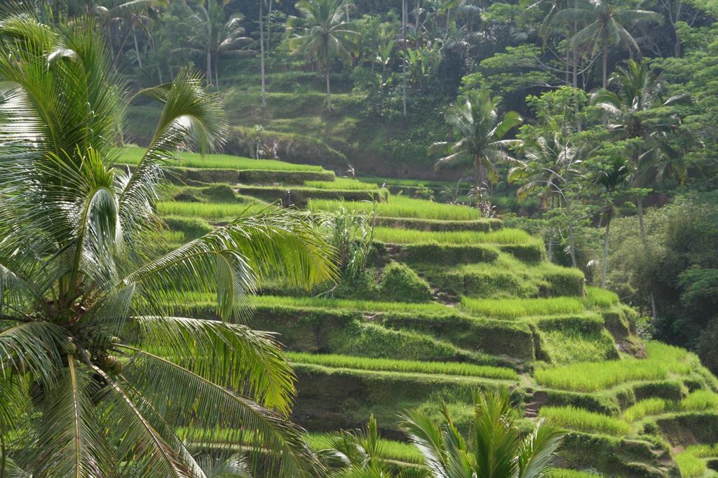 15-daagse familierondreis Bali - Afbeelding 2