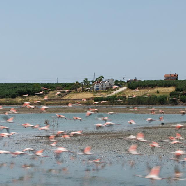 Flamingo View Suites & Villas - Afbeelding 3