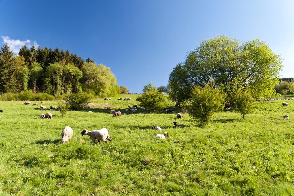 Bitburg - Afbeelding 3