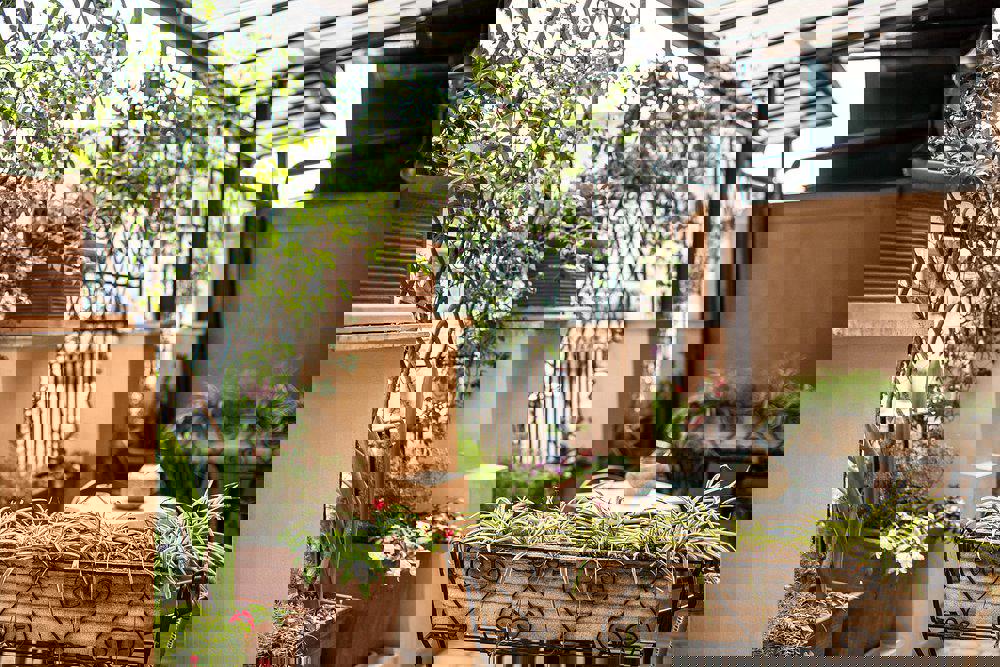 Grifo - Afbeelding 3