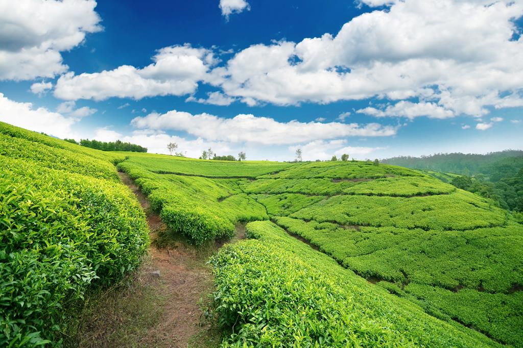 22-daagse rondreis Grand Tour Sri Lanka - Afbeelding 3