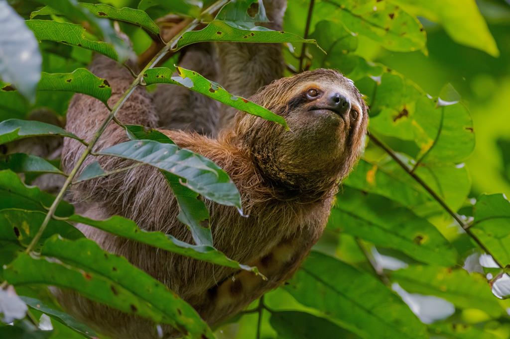 21-daagse rondreis Puur Costa Rica met Corcovado - Afbeelding 3