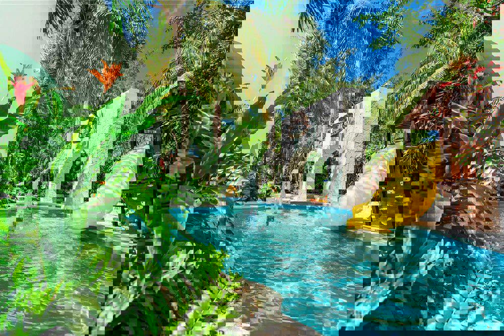 Oasis Palm - Afbeelding 3