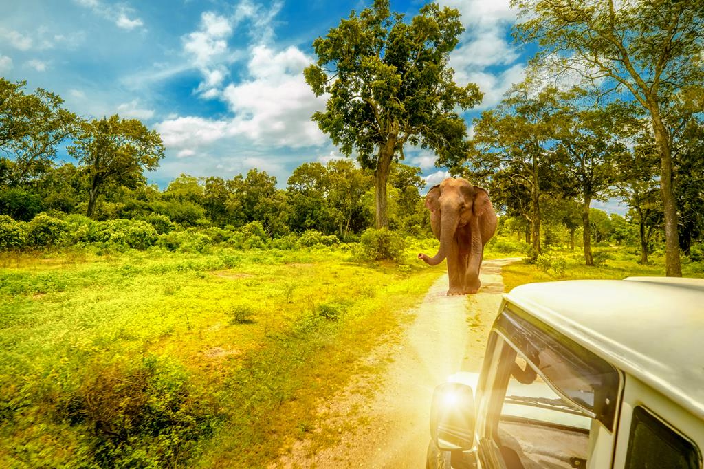 22-daagse rondreis Grand Tour Sri Lanka - Afbeelding 4