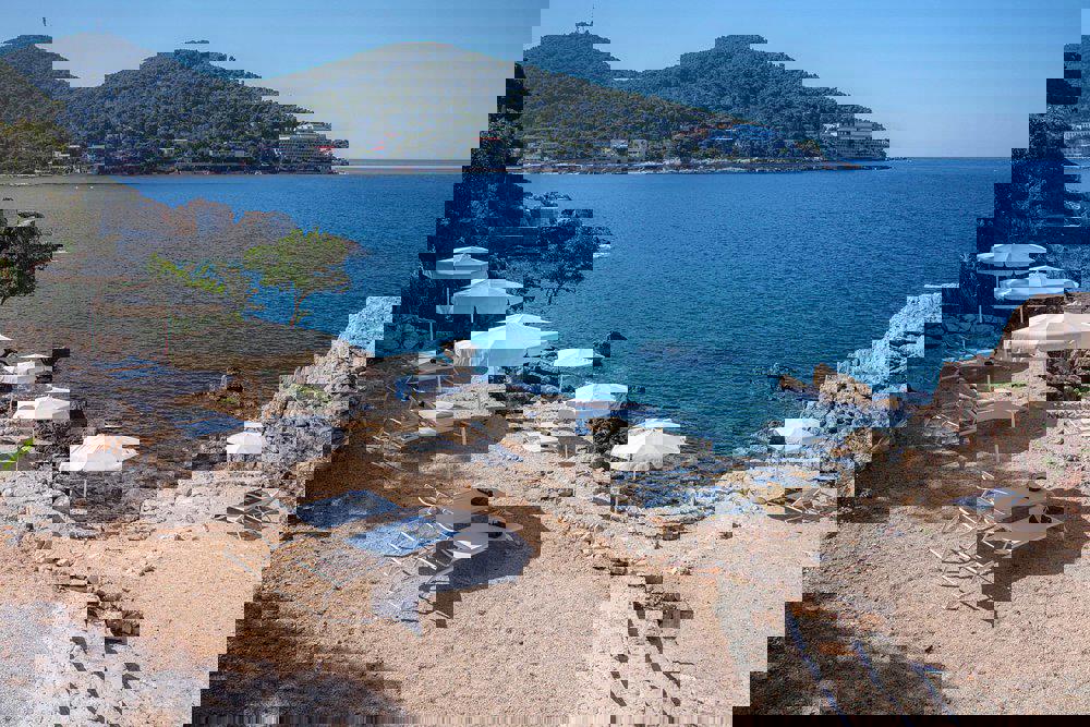 Royal Palm - Afbeelding 4