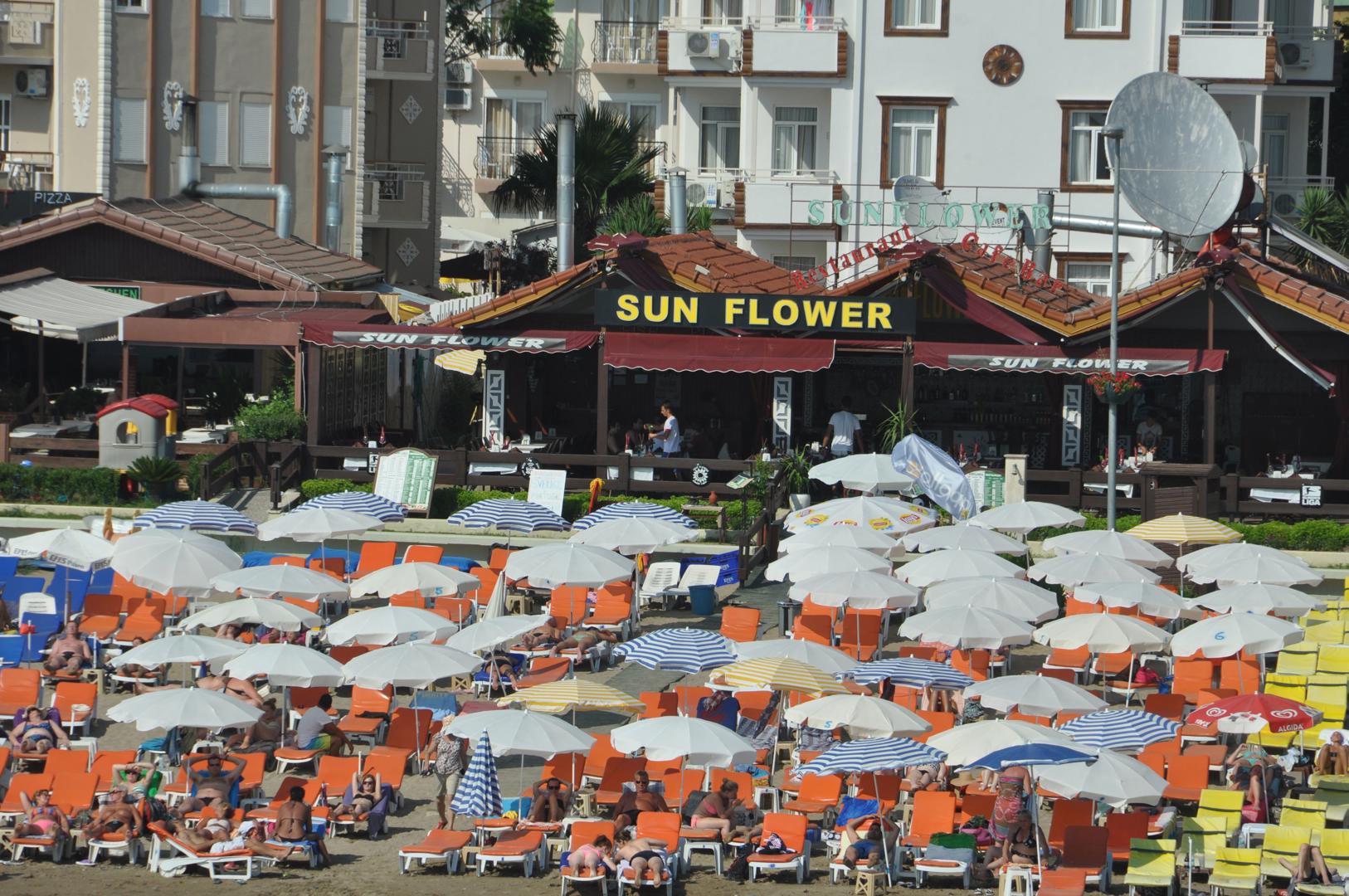 Sunflower - Afbeelding 2