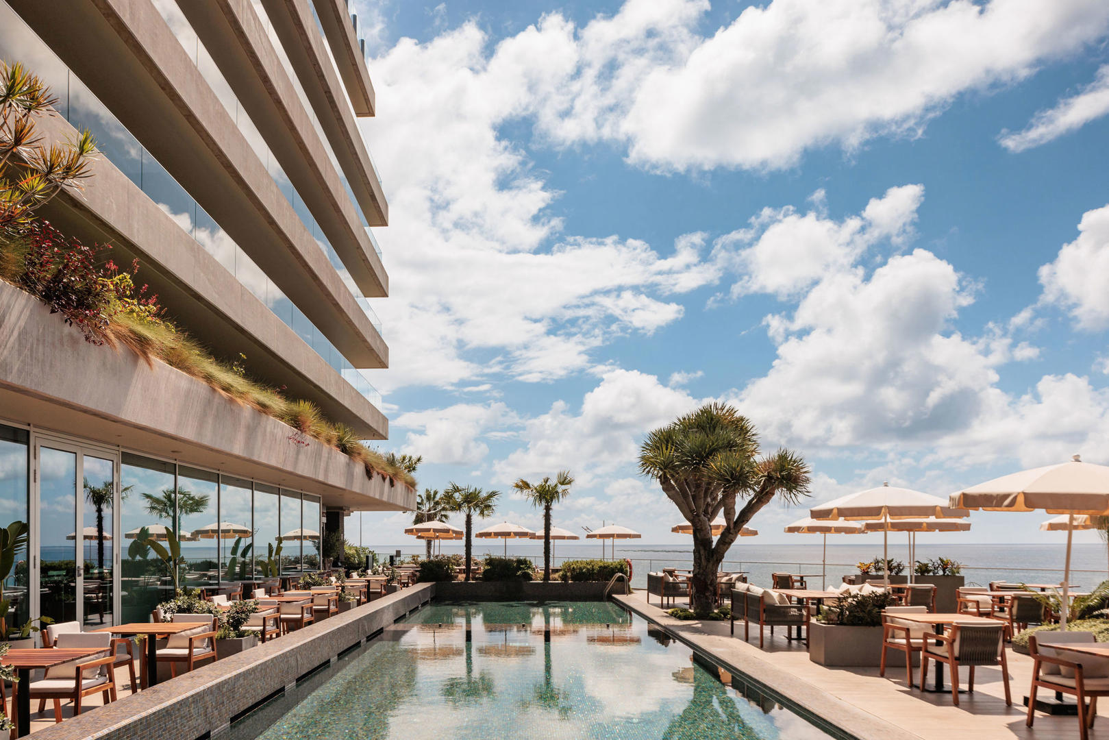 Saccharum - Afbeelding 3