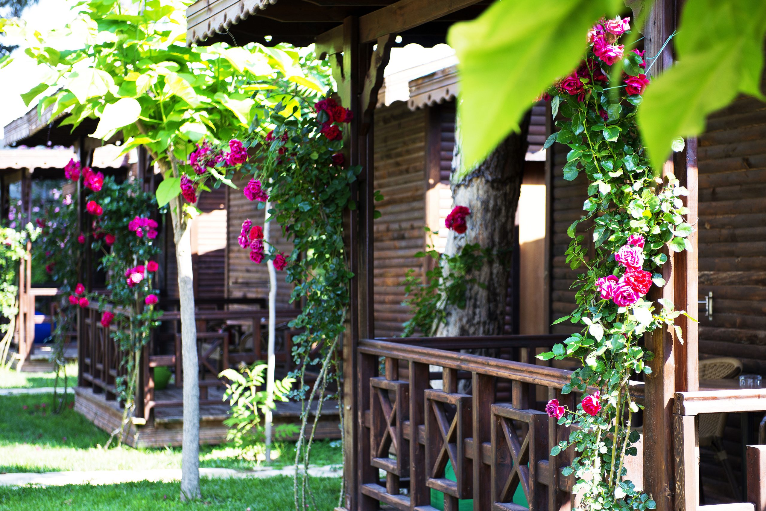 Flora Garden Beach - Afbeelding 4