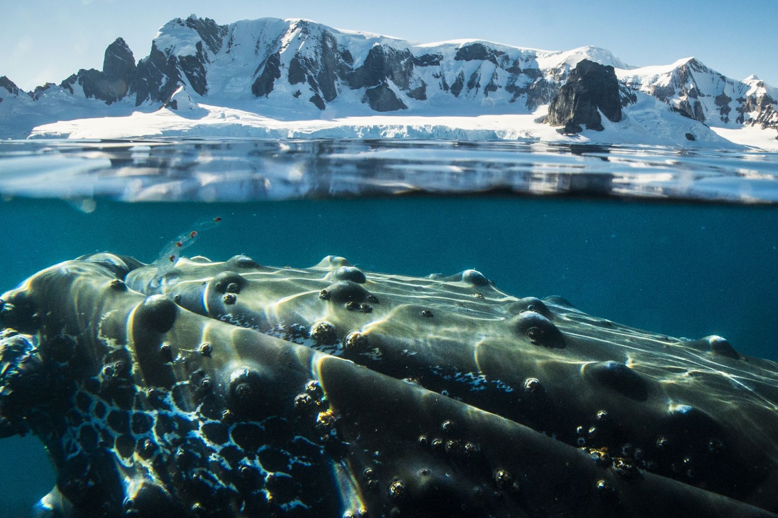 Expeditiecruise Antarctica per m/v Hondius - Afbeelding 4