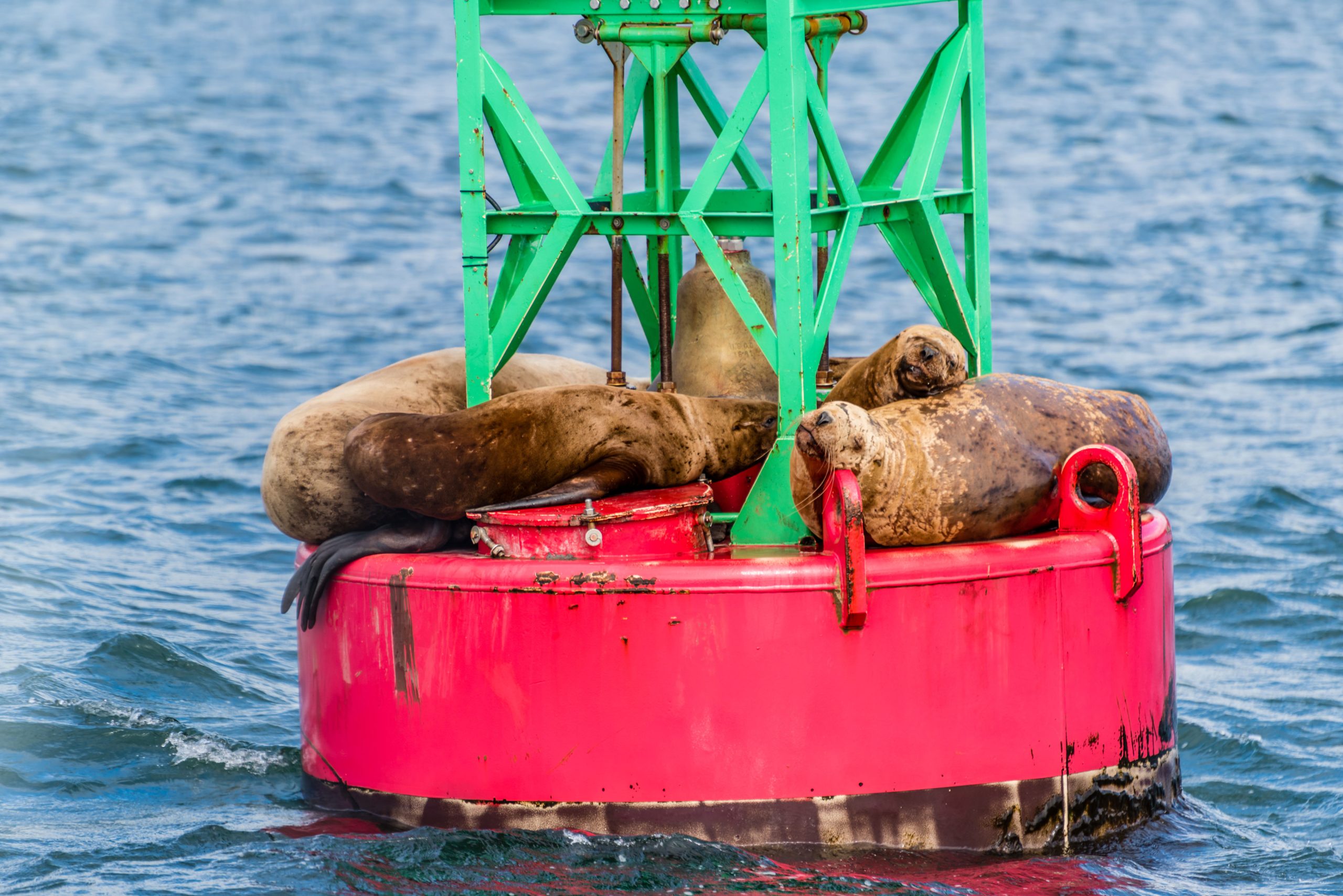 14-daagse Ontdekkingscruise Alaska - Afbeelding 4