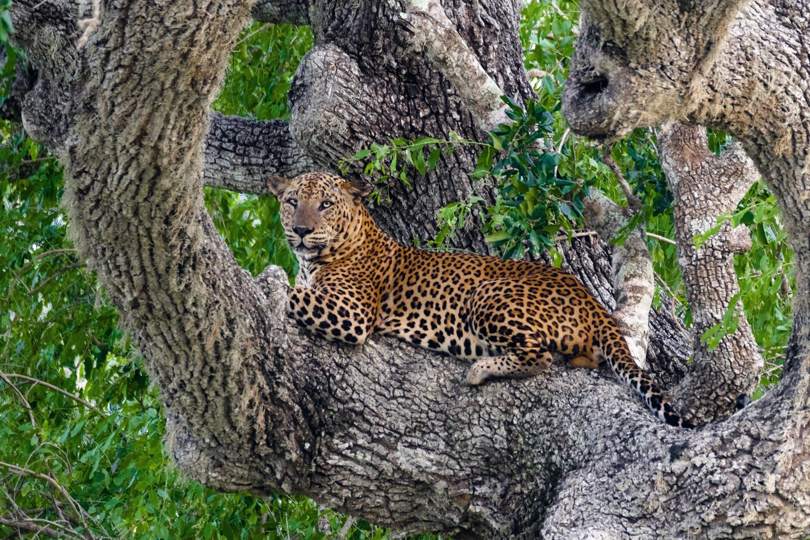 Rondreis Compleet Sri Lanka - Afbeelding 3