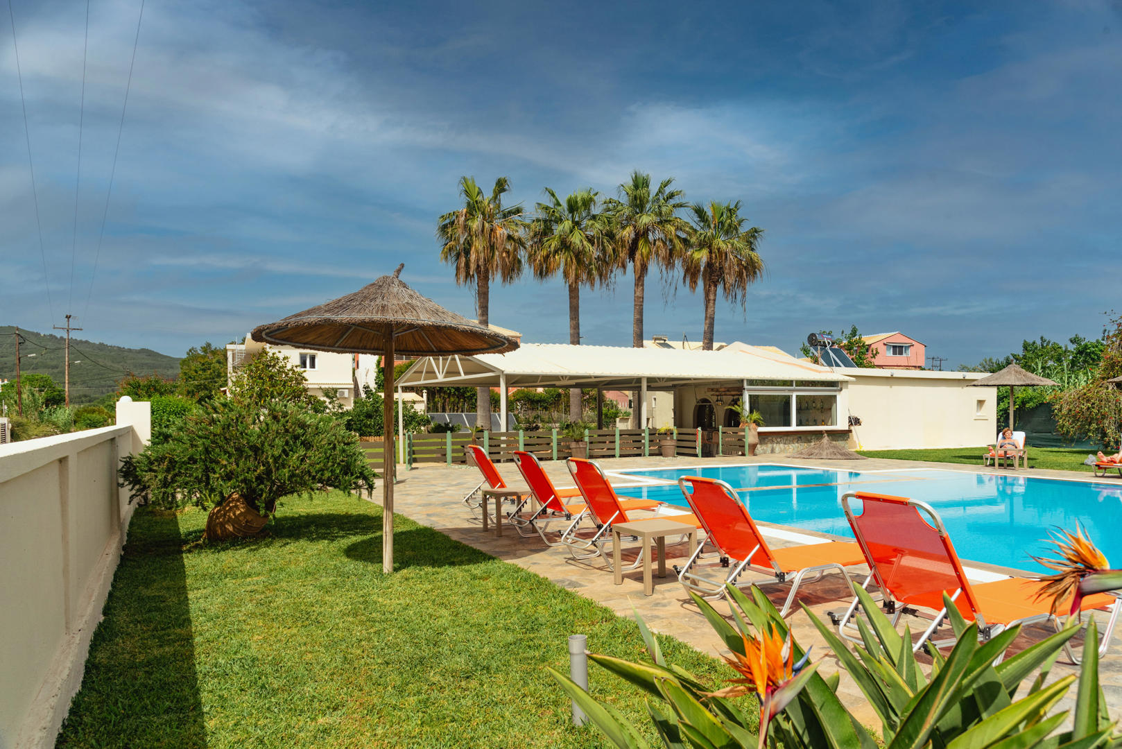 Kamelia - Afbeelding 4