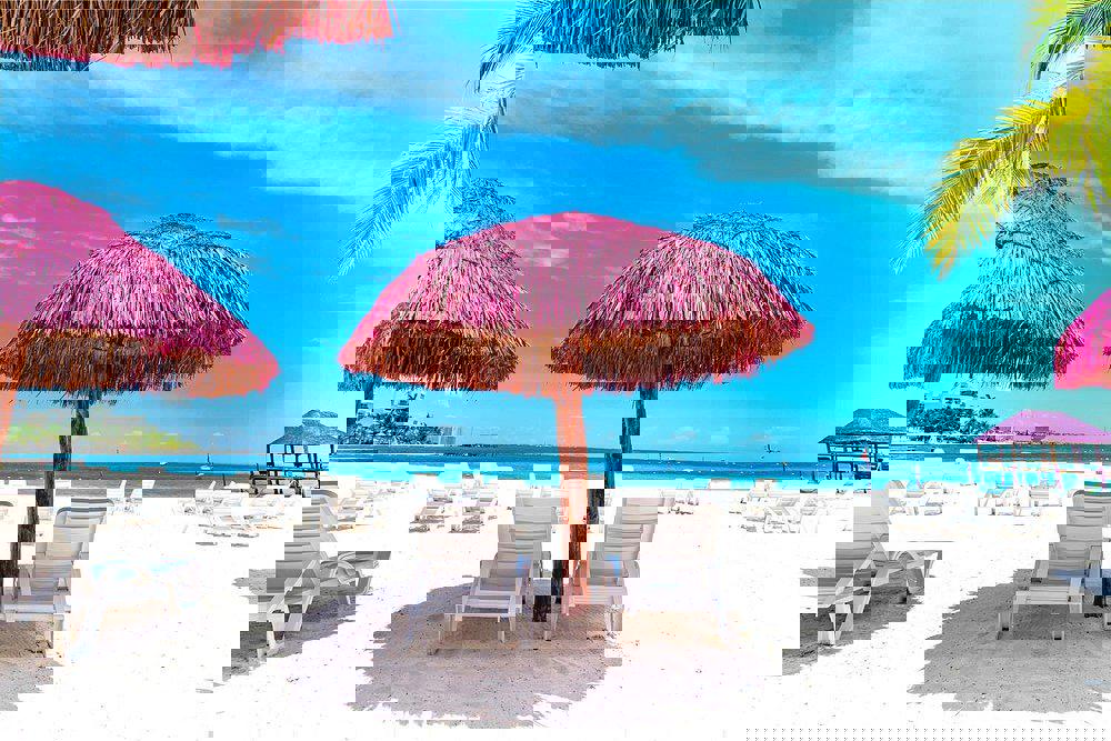 Oasis Palm - Afbeelding 4