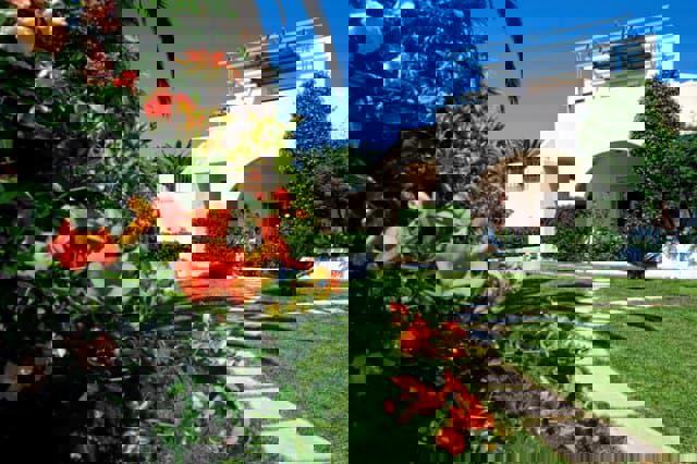 Papadakis - Afbeelding 3