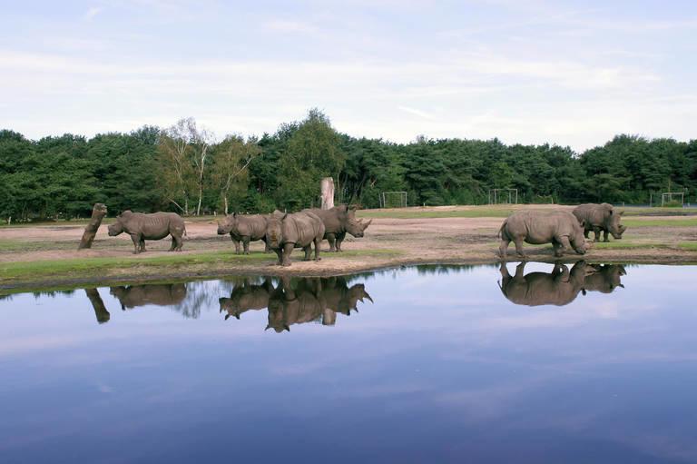 Safari Resort Beekse Bergen - Afbeelding 2