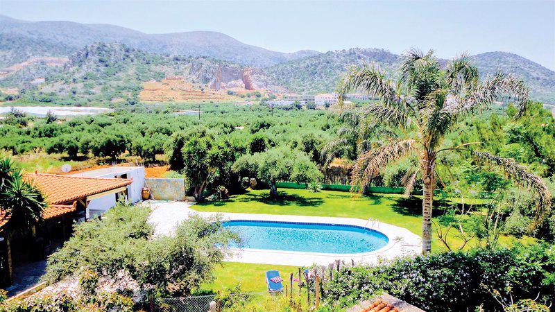 Ibiscus - Afbeelding 4