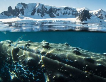 Oceanwide Expeditions